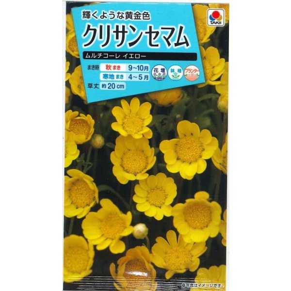 画像1: 花の種 クリサンセマム ムルチコーレイエロー 小袋 タキイ種苗(株)NL150 (1)