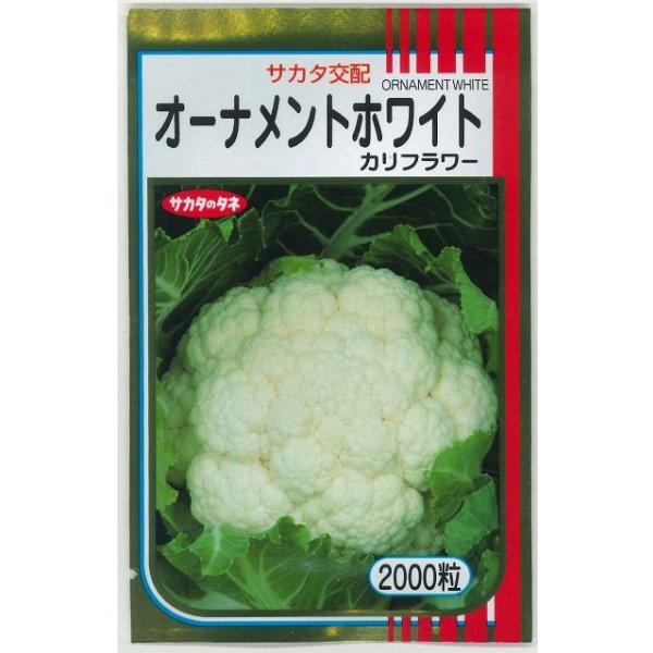 画像1: 送料無料 カリフラワー ] オーナメントホワイト 2000粒 (株)サカタのタネ (1)