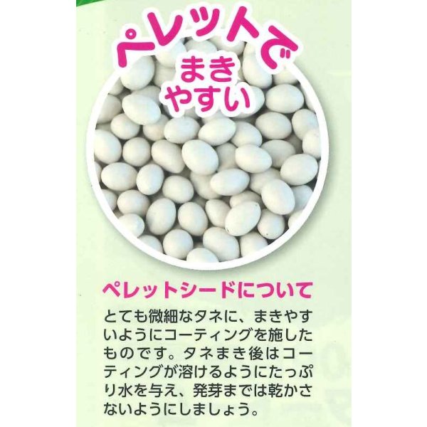 画像5: [ブロッコリー] ウインタードーム ペレット120粒 (株)サカタのタネ実咲550(003177) (5)