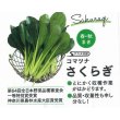画像3: [小松菜]　さくらぎ　20ml  サカタ交配 (3)