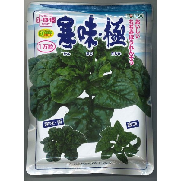 画像1: [ほうれんそう] 寒味・極 1万粒 トキタ種苗(株) (1)
