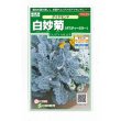 画像1: 花の種　白妙菊 ダイヤモンド　約215粒　サカタのタネ（株）実咲250 (1)