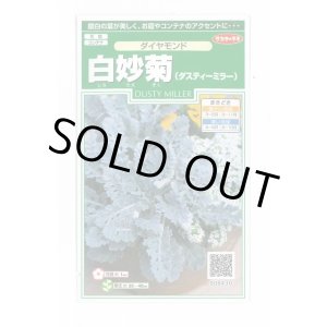 画像: 花の種　白妙菊 ダイヤモンド　約215粒　サカタのタネ（株）実咲250