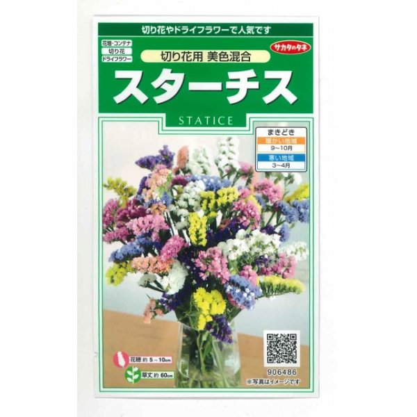 画像1: 花の種 　スターチス　切り花用　美色混合　約54粒　サカタのタネ（株）実咲250 (1)