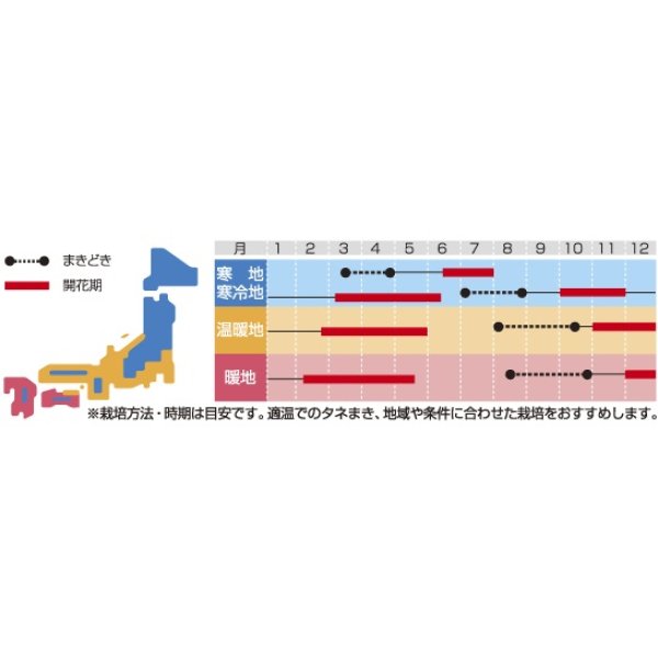 画像2: 送料無料　花の種　パンジー　スイスジャイアントミックス　約70粒　(株)サカタのタネ　実咲200（026346） (2)