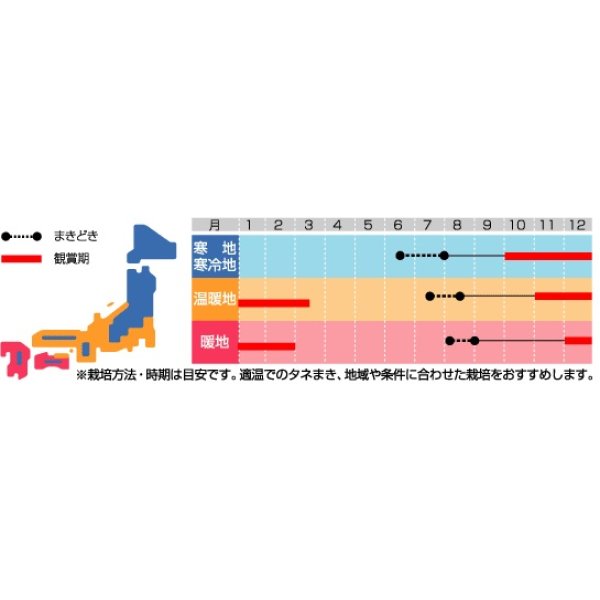 画像2: 花の種 葉ぼたん 丸葉系混合 約27粒 (株)サカタのタネ 実咲200（026375） (2)