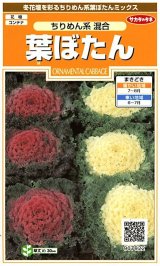 画像: 送料無料　花の種　葉ぼたん　ちりめん系混合　約27粒　(株)サカタのタネ　実咲200（026377）