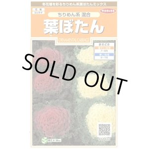 画像: 花の種　葉ぼたん　ちりめん系混合　約27粒　　サカタのタネ（株）実咲200