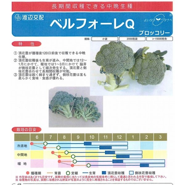 画像2: 送料無料　[ブロッコリー]　ベルフォーレＱ　70粒　渡辺農事（株） (2)