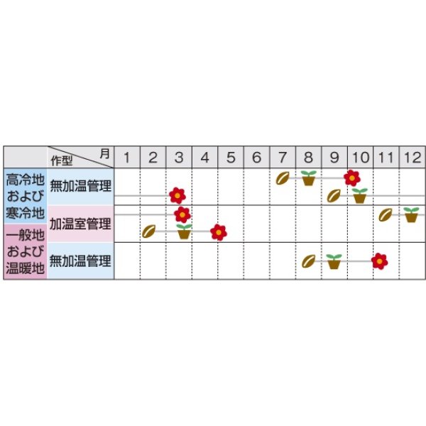 画像2: 送料無料　花の種　パンジー　パシオ　レッドブロッチ　約34粒　(株)サカタのタネ　実咲350（026139） (2)