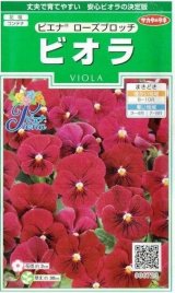 画像: 送料無料　花の種　ビオラ　ピエナ　ローズブロッチ　20粒　(株)サカタのタネ　実咲250（026272）