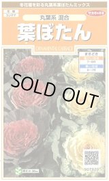 画像: 送料無料　花の種　葉ぼたん　丸葉系混合　約27粒　(株)サカタのタネ　実咲200（026375）