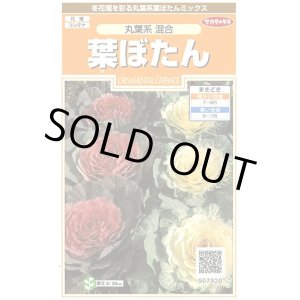 画像: 花の種　葉ぼたん　丸葉系混合　約27粒　サカタのタネ（株）実咲200