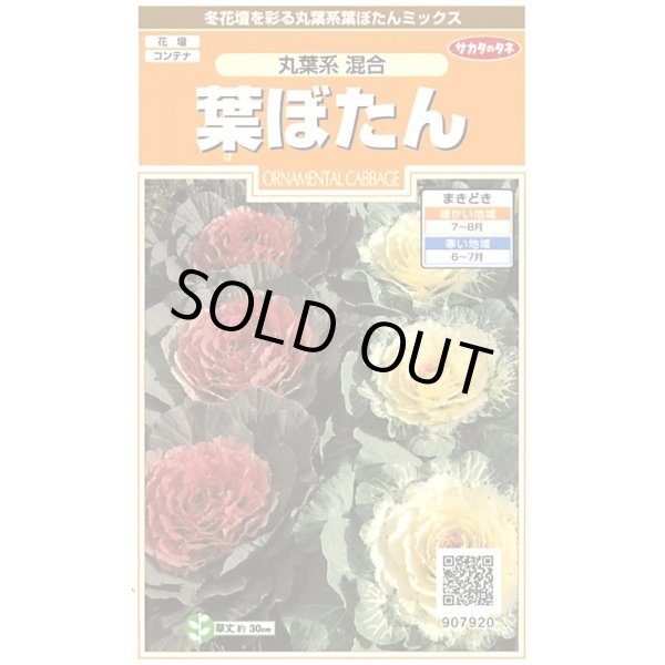 画像1: 花の種　葉ぼたん　丸葉系混合　約27粒　サカタのタネ（株）実咲200 (1)