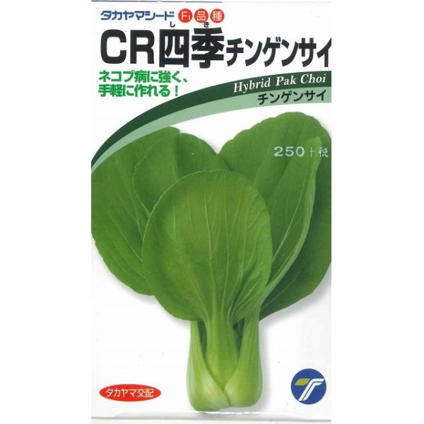 画像1: [中国野菜]　チンゲンサイ　　ＣＲ四季チンゲンサイ　2ml  （株）タカヤマシード (1)