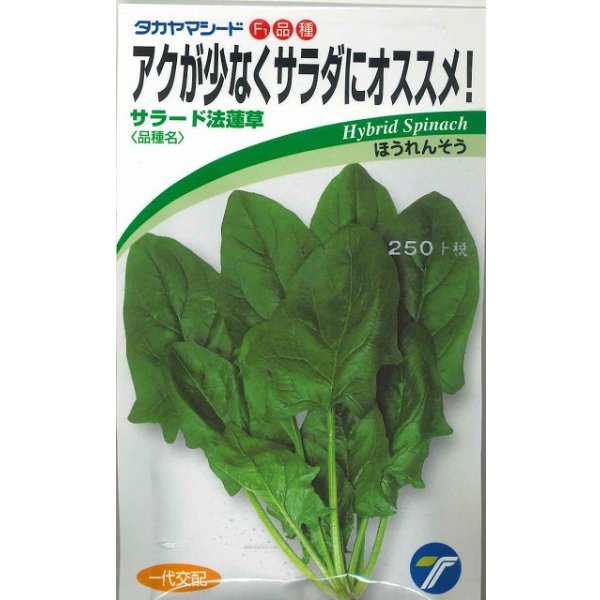 画像1: 送料無料　[ほうれんそう]　サラード1dl　(株)タカヤマシード (1)