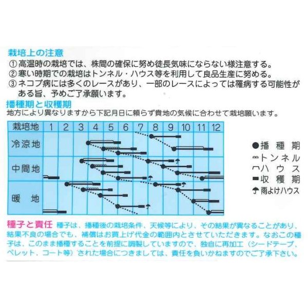 画像2: [中国野菜]　チンゲンサイ　　ＣＲ四季チンゲンサイ　2ml  （株）タカヤマシード (2)