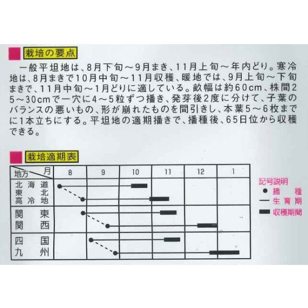 画像2: 送料無料　[大根]　ＹＳ大蔵大根　5ml　(およそ280粒)　（株）大和農園 (2)
