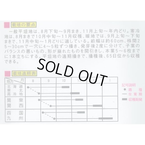 画像2: [大根]　ＹＳ大蔵大根　8ml （およそ280粒）　大和農園 (2)