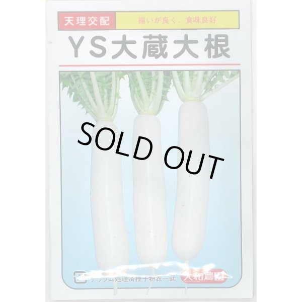 画像1: [大根]　ＹＳ大蔵大根　8ml （およそ280粒）　大和農園 (1)