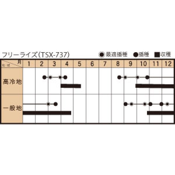 画像3: [ほうれんそう]　　フリーライズ　(種子サイズ:M) 3万粒　トキタ種苗（株） (3)