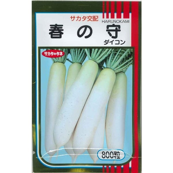 画像1: 送料無料　[大根]　春の守　800粒　(株)サカタのタネ (1)