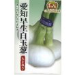 画像1: 送料無料　[たまねぎ]　愛知早生白玉葱　20ml　松永種苗(株) (1)