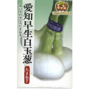 画像: 送料無料　[たまねぎ]　愛知早生白玉葱　3ml　松永種苗(株)