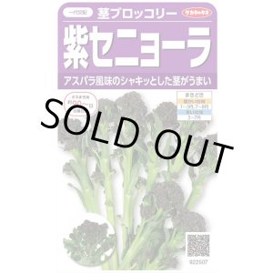 画像: 送料無料　[ブロッコリー]　紫セニョーラ　約20粒　（株）サカタのタネ(株)　実咲450（003235）