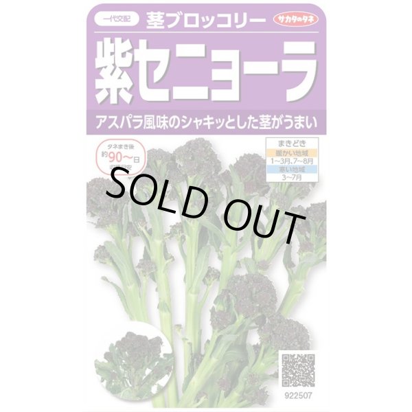 画像1: 送料無料　[ブロッコリー]　紫セニョーラ　約20粒　（株）サカタのタネ(株)　実咲450（003235） (1)