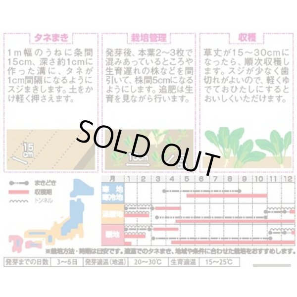 画像2: 送料無料　[小松菜]　浜美2号　約2000粒　(株)サカタのタネ　実咲350（002947） (2)