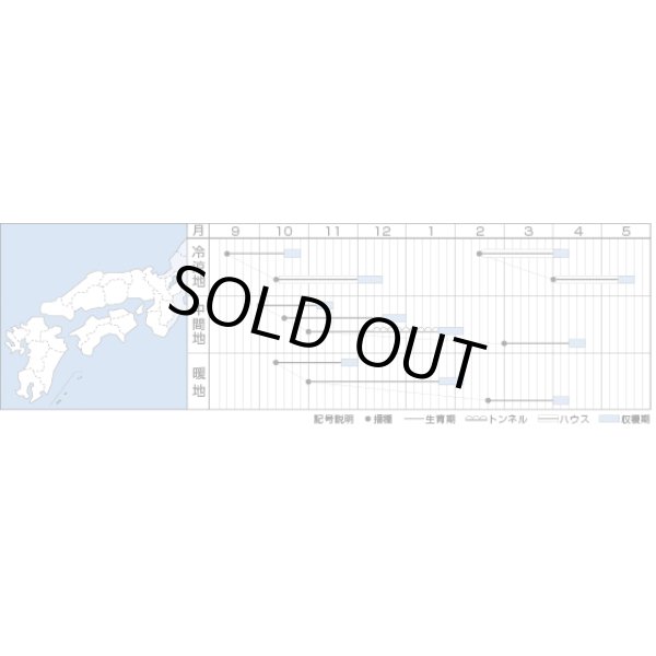 画像2: [ほうれんそう]　伸兵衛　3万粒（種子サイズ：Ｌ）  タキイ種苗（株） 　 (2)