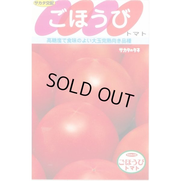 画像1: [トマト] ごほうび  小袋   20粒 (株)サカタのタネ (1)