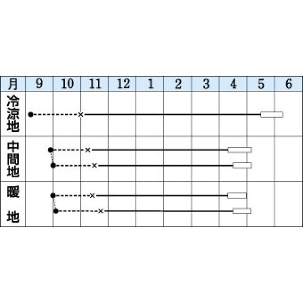 画像2: 送料無料　[キャベツ]　春ひかり七号　1.8ml(約270粒)　タキイ種苗(株)　DF (2)