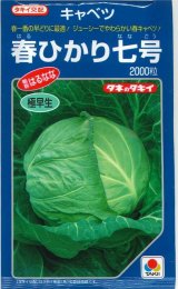 画像: 送料無料　[キャベツ]　春ひかり七号　2000粒　タキイ種苗(株)