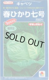 画像: 送料無料　[キャベツ]　春ひかり七号　2000粒　タキイ種苗(株)