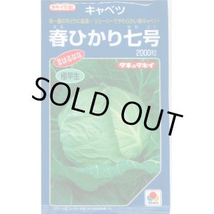 画像: [キャベツ]　春ひかり七号　2000粒　タキイ種苗（株）　