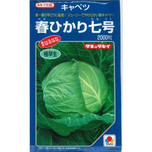 画像1: [キャベツ] 春ひかり七号 2000粒 タキイ種苗(株) (1)