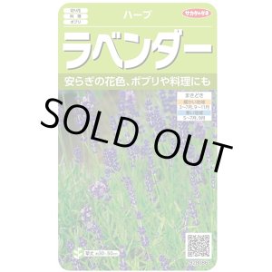 画像: 送料無料　[ハーブの種]　ラベンダー　(約60粒)　(株)サカタのタネ　実咲（003192）