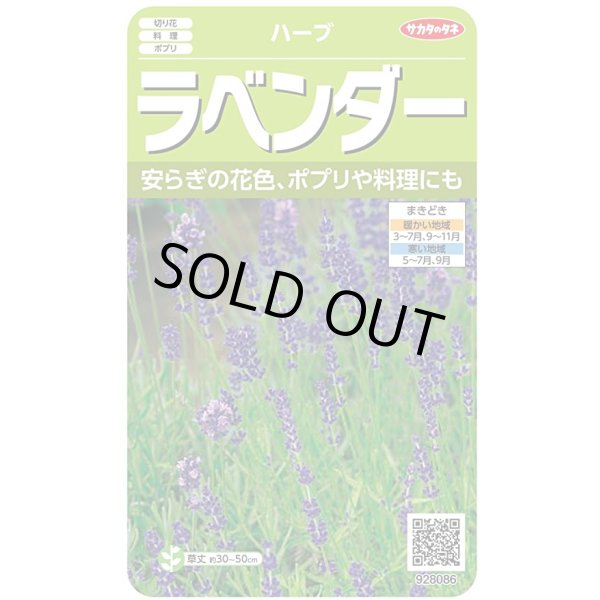 画像1: 送料無料　[ハーブの種]　ラベンダー　(約60粒)　(株)サカタのタネ　実咲（003192） (1)