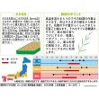 画像2: [ハーブの種]　　ラベンダー　（約60粒）　サカタのタネ　実咲 (2)