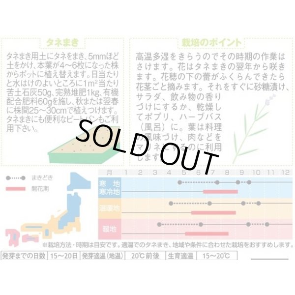 画像2: 送料無料　[ハーブの種]　ラベンダー　(約60粒)　(株)サカタのタネ　実咲（003192） (2)