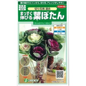 画像: 送料無料　花の種　まっすぐ伸びる葉ぼたん　切り花用混合　約27粒　（株）サカタのタネ　実咲250（026451）