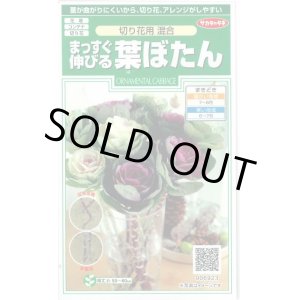 画像: 花の種 　まっすぐ伸びる葉ぼたん　切り花用混合　約27粒　サカタのタネ（株）実咲250