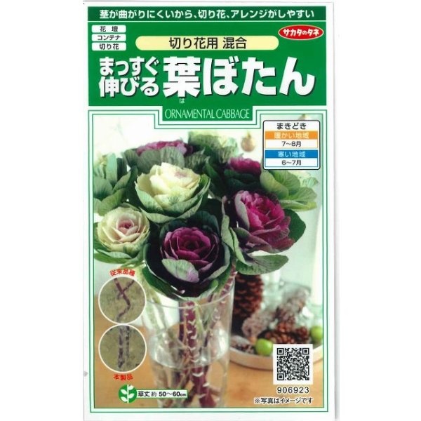 画像1: 送料無料　花の種　まっすぐ伸びる葉ぼたん　切り花用混合　約27粒　（株）サカタのタネ　実咲250（026451） (1)
