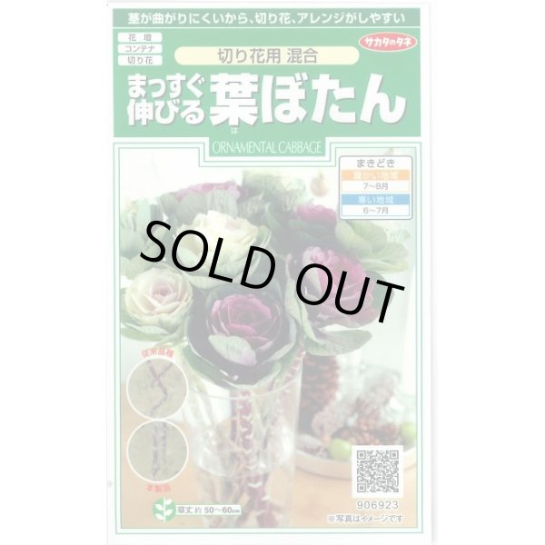 画像1: 花の種 　まっすぐ伸びる葉ぼたん　切り花用混合　約27粒　サカタのタネ（株）実咲250 (1)