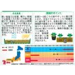 画像2: 送料無料　花の種　まっすぐ伸びる葉ぼたん　切り花用混合　約27粒　（株）サカタのタネ　実咲250（026451） (2)
