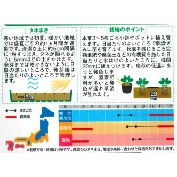 画像2: 送料無料　花の種　まっすぐ伸びる葉ぼたん　切り花用混合　約27粒　（株）サカタのタネ　実咲250（026451） (2)