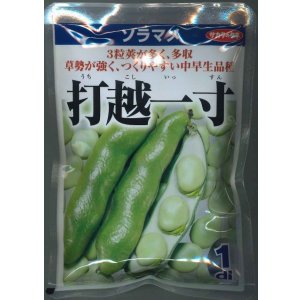 画像: 送料無料　[そら豆]　打越一寸　1dl(およそ22粒)　(株)サカタのタネ