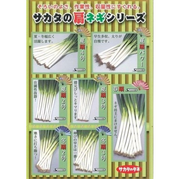 画像2: [ねぎ]　夏扇3号　ペレット種子　6000粒 　（株）サカタのタネ (2)